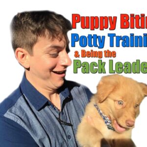 Advice that Anyone with a Dog Needs to Know: Puppy Biting, Potty Training & Being the Pack Leader