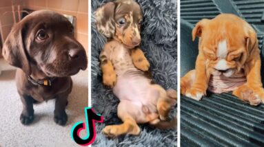 Most Adorable Puppies & Funniest Doggos Compilation 🐶🥰