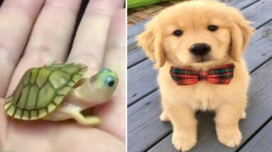 Baby Animals 🤣 Funniest Dogs 🐶 and Cats 😻 Videos Compilation (2019) Perros y Gatos Recopilación