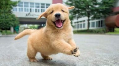 Funniest & Cutest Golden Retriever Puppies - 30 Minutes of Funny Puppy Videos 2020