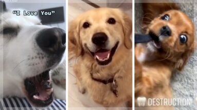 Ultimate Funniest Dogs and Cutest Puppies Compilation 🐶🥰