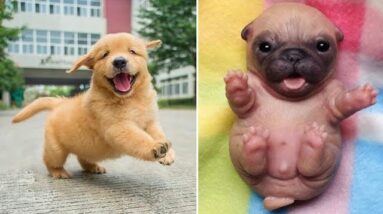 Baby Dogs 🔴 Cute and Funny Dog Videos Compilation #10 | 30 Minutes of Funny Puppy Videos 2021