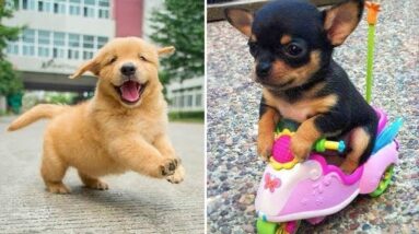 Baby Dogs 🔴 Cute and Funny Dog Videos Compilation #14 | 30 Minutes of Funny Puppy Videos 2021