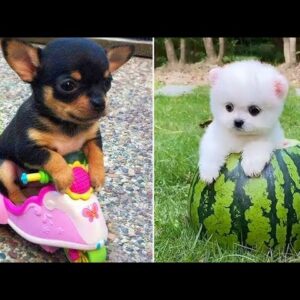 Baby Dogs 🔴 Cute and Funny Dog Videos Compilation #18 | 30 Minutes of Funny Puppy Videos 2021