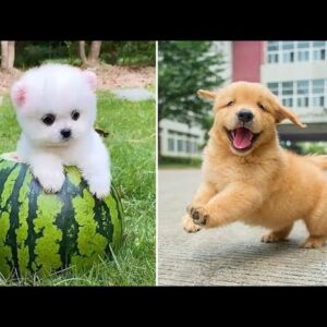 Baby Dogs ðŸ”´ Cute and Funny Dog Videos Compilation #24 | 30 Minutes of Funny Puppy Videos 2021