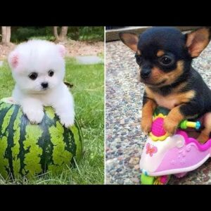 Baby Dogs 🔴 Cute and Funny Dog Videos Compilation #25 | 30 Minutes of Funny Puppy Videos 2021