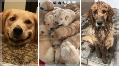 Best Golden Retriever Compilation ~ Cutest Golden Retrievers ~ Funny Dogs [2021]