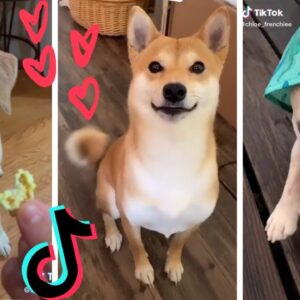 TikToks That Make You Go AAWWW ~ Funny Dogs of TIK TOK ~ Try Not to Laugh ~ Cute Puppies