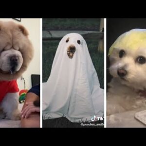 Funny Doggo Memes That Make You Want A Dog Immediately ðŸ¥° ðŸ¥°ðŸ�•