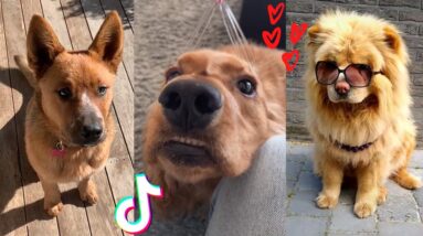 These Might Be the Most Adorable Doggos on TIK TOK 🤔🤣