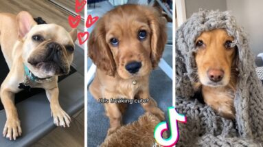 These Might Be the Funniest Doggos on TikTok 🐶 Cutest Puppies Compilation