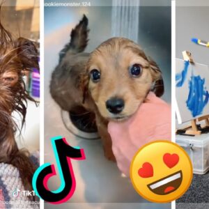 Are These The Most Adorable Puppies? Must Watch Funny Dogs of TikTok Compilation!