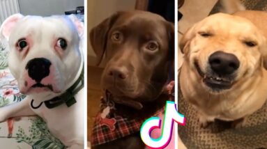 Dogs Doing Funny Things ~ These might be the cutest puppies on TIK TOK 🐕🥰