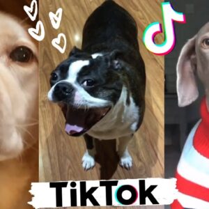 Puppies Doing Funny Things TikTok ~ Ultimate Cute Dogs Compilation 🐶💕