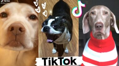 Puppies Doing Funny Things TikTok ~ Ultimate Cute Dogs Compilation 🐶💕