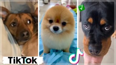 Having a Sad Day? Watch This Funny Dogs Video and Try Not to Laugh ~ Cutest Puppies Compilation