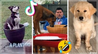 MUST WATCH if you Love Doggos! 🐶 New Funny Dogs Compilation ~ 2021