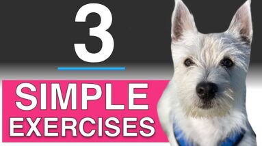 3 Training Exercises You Can Do With Your Dog (In depth puppy training)