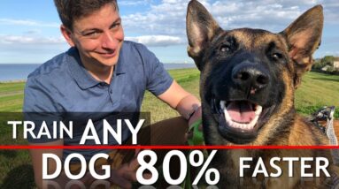 4 Things That WILL Train Any Dog 80% Faster