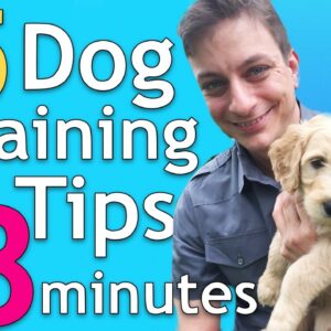 5 Dog Training Tips in 3 Minutes that will Change Everything!