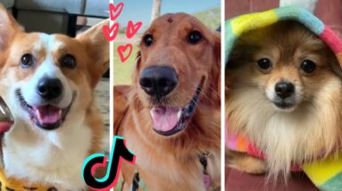 8 Minutes of the Cutest Doggos on Tik Tok ~ Funny Dogs Compilation