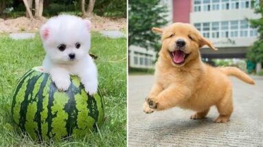 Baby Dogs 🔴 Cute and Funny Dog Videos Compilation #1 | Funny Puppy Videos 2021