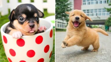Baby Dogs 🔴 Cute and Funny Dog Videos Compilation #10 | Funny Puppy Videos 2021