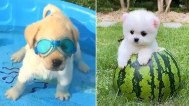 Baby Dogs 🔴 Cute and Funny Dog Videos Compilation #2 | Funny Puppy Videos 2021
