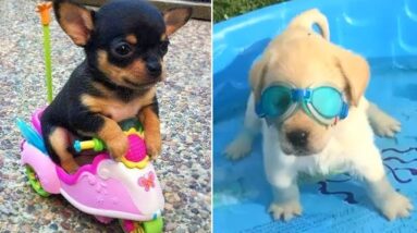 Baby Dogs 🔴 Cute and Funny Dog Videos Compilation #3 | Funny Puppy Videos 2021