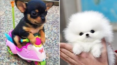 Baby Dogs 🔴 Cute and Funny Dog Videos Compilation #4 | Funny Puppy Videos 2021