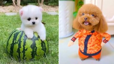 Baby Dogs 🔴 Cute and Funny Dog Videos Compilation #5 | Funny Puppy Videos 2021