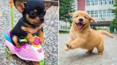 Baby Dogs 🔴 Cute and Funny Dog Videos Compilation #6 | Funny Puppy Videos 2021