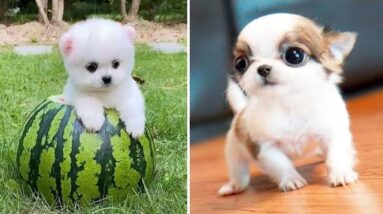 Baby Dogs 🔴 Cute and Funny Dog Videos Compilation #7 | Funny Puppy Videos 2021