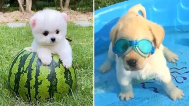 Baby Dogs 🔴 Cute and Funny Dog Videos Compilation #8 | Funny Puppy Videos 2021