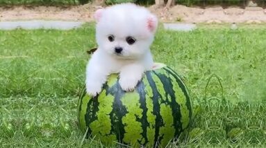 Baby Dogs 🔴 Cute and Funny Dog Videos Compilation #9 | Funny Puppy Videos 2021