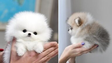 Mini Pomeranian 🔴 Funny and Cute Pomeranian Videos | Funny Tik Tok Pets Videos 2020