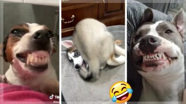 Amazing Doggos ~ Best Dogs & Puppies Compilation 🤣