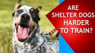 Are Shelter Dogs Harder to Train? Watch This Video to Find Out!