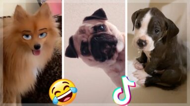 Are These The Cutest Puppies on TikTok?  Funniest Dogs Compilation [2021]