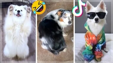 Are These the Funniest Dogs on TikTok??? 🐕🥰