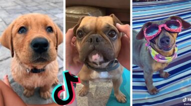 Awesome Dogs of TikTok ~ Cutest & Funniest Puppies on TIK TOK ~ 2020