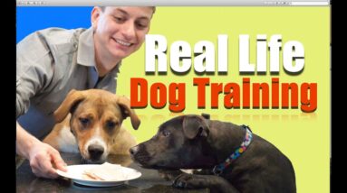 Behind the scenes of the Dog Training rEvolution!