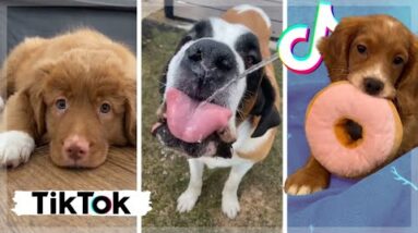 Best Doggos of TikTok ~ Funny Dogs & Cute Puppies