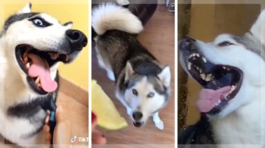 Best Husky Compilation ~ Cutest And Funniest Huskies of TikTok!  [NEW]