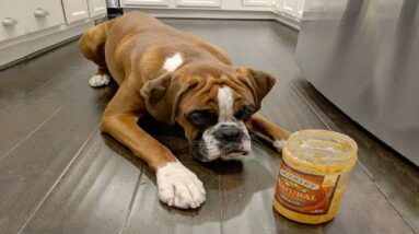 Best Of Cute Boxer Puppies #3 - Funny Puppy Videos 2018