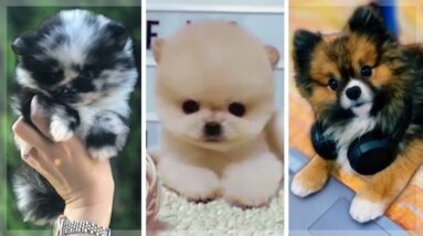 Best Pomeranian Compilation ~ Cutest And Fluffiest Pomeranians of TikTok!