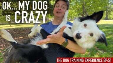 Check out my dog’s new skills!