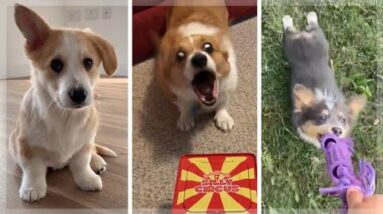 Cute & Funny Corgi Compilation ~ Most Adorable Welsh Corgis! (Dogs of TikTok)