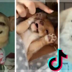 Cute & Funny Doggos To Make Your Day Better 🐶🥰