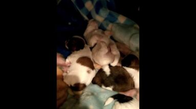 Cute Little Puppies - Shih Tzus